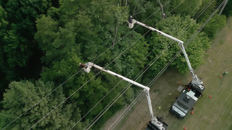 Best Tree Trimming and Pruning  in Taft, FL